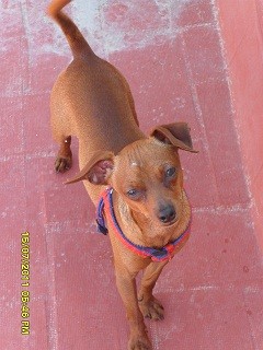 hola me llamo Coco,vivo en motril (granada) tengo un añito ,y peso unos 2 kg 700g ,soy de la raza pinscher miniatura,y estoy buscando novia,un besitoo!!!